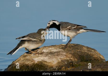 Coda di rondine bianca che alimenta i suoi giovani nel loro ambiente naturale Foto Stock