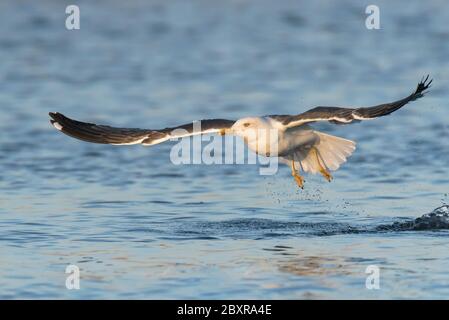 Nome scientifico - (Larus michahellis).Bird che costruiscono i loro nidi nell'isola di Berlengas e può essere visto in Cabo Carvoeiro. Anche lungo la costa portoghese da Nord a Sud, le isole di Madeira e delle Azzorre. Molho Leste Beach. Spiaggia di Consolação. Porto de Lobos. Atouguia da Baleia. Città di Peniche. Portogallo. Foto Stock