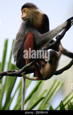 Langur duca Foto Stock