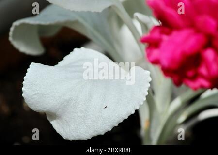 Foglie incredibili della pianta 'Angel Wings' Senecio candicans, un feltro come la consistenza Foto Stock