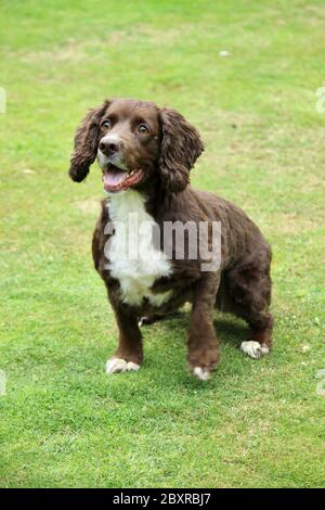 Un divertente cocker spaniel attende un tiro di palla. Foto Stock