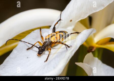 Il barile nero e giallo longhorn (Rutpela maculata) su un fiore di Iris Foto Stock