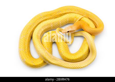 Beauty ratto Snake albino isolato su sfondo bianco Foto Stock