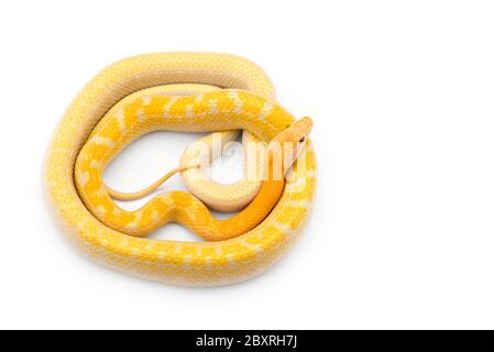 Beauty ratto Snake albino isolato su sfondo bianco Foto Stock