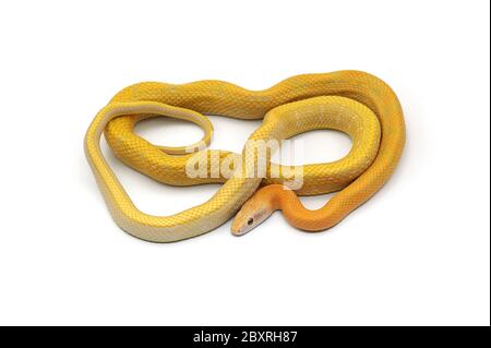 Beauty ratto Snake albino isolato su sfondo bianco Foto Stock