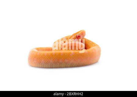 Beauty ratto Snake albino isolato su sfondo bianco Foto Stock