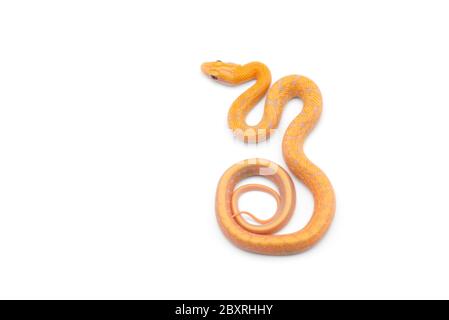 Beauty ratto Snake albino isolato su sfondo bianco Foto Stock