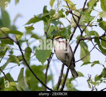 Castagno, in primavera, impanabile in un albero frondoso Foto Stock