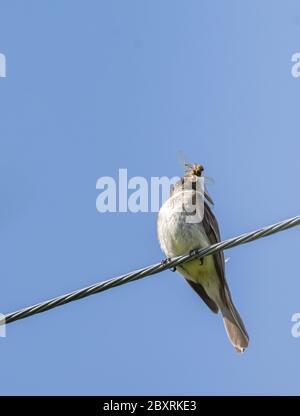 Un Kingbird orientale su un filo che mangia una grande libellula con sfondo blu cielo Foto Stock