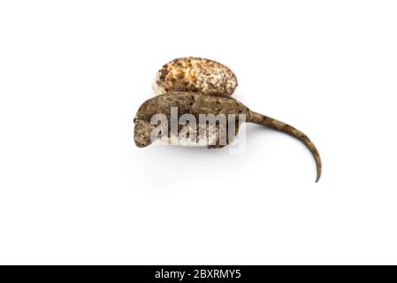 Il nuovo di muschio Caledonian gecko isolati su sfondo bianco Foto Stock