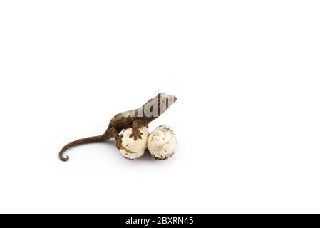 Il nuovo di muschio Caledonian gecko isolati su sfondo bianco Foto Stock