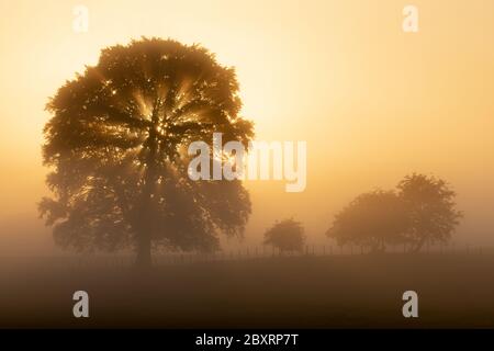 Il sole che sorge diffonde i raggi attraverso un albero dalle splendide silhouette in una tarda mattinata di primavera vicino a Broughton, ai margini delle Yorkshire Dales. Foto Stock