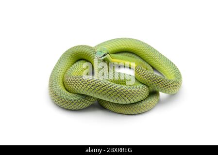 Il serpente verde di Baron isolato su sfondo bianco Foto Stock