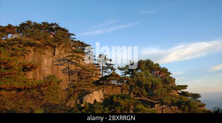 Monte Huangshan nella provincia di Anhui, Cina. Vista all'alba vicino alla Stone Monkey guardando il punto panoramico del mare con scogliere rocciose e pini. Foto Stock