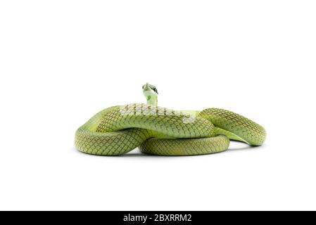 Il serpente verde di Baron isolato su sfondo bianco Foto Stock