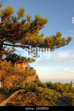 Monte Huangshan nella provincia di Anhui, Cina. Vista all'alba vicino alla Stone Monkey guardando il punto panoramico del mare con scogliere rocciose e pini. Foto Stock