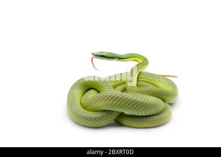 Il serpente verde di Baron isolato su sfondo bianco Foto Stock
