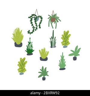 Set di illustrazioni vettoriali per piante domestiche. Succulenti e piante di verde disegnate a mano. Illustrazione Vettoriale