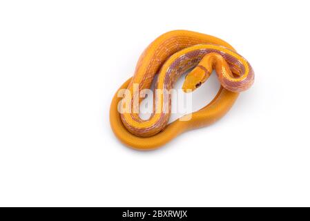 Serpente trinket a testa di rame isolato su sfondo bianco Foto Stock