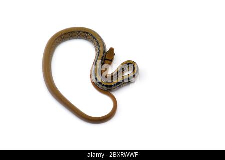 Serpente trinket a testa di rame isolato su sfondo bianco Foto Stock