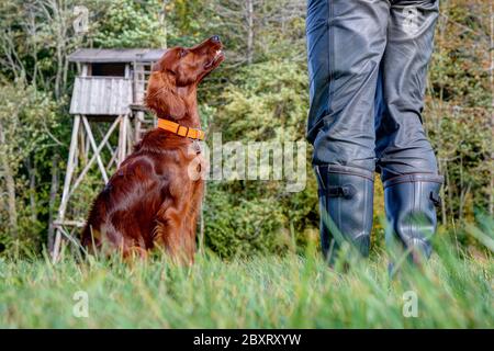 Addestramento del cane da caccia. Il setter irlandese di 6 mesi guarda attentamente al suo allenatore. Foto Stock