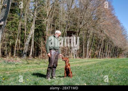 In un bellissimo pomeriggio di primavera, un cacciatore allena il suo puntatore Irish Setter sul grande prato di fronte al suo pulpito di caccia. Foto Stock