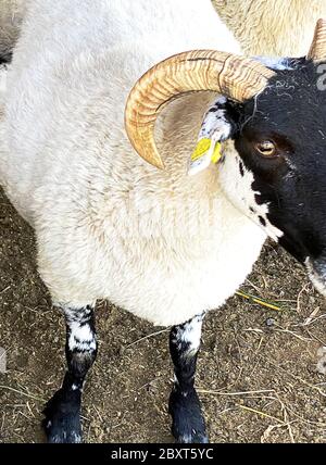 Pecora scozzese nera (Ovis Aries) Foto Stock