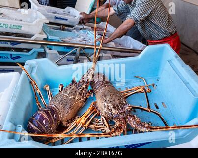 Aragoste Mallorca pescatori di smistamento e scarico delle catture giornaliere, tra cui grandi aragoste mediterranee al porto di pescatori Cala Figuera Mallorca Spagna Foto Stock