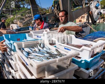 Porto di pescatori Cala Figuera. Pescatori che smistano imballando e scaricando le loro catture di una grande varietà di pesci mediterranei Mallorca Spagna Foto Stock