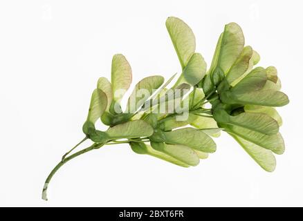 Diversi semi di acero. Semi di albero in gambi. Foto su sfondo bianco. Rametto verde con semi. Vegetazione comune. Isolato dallo sfondo. Foto Stock