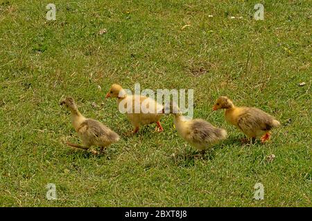 Quattro pulcini d'oca gialli soffici carini che camminano nell'erba nel giardino Foto Stock