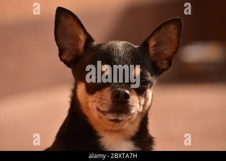 Un piccolo cane chihuahua seduto sulla strada da una porta. Cane a casa Foto Stock