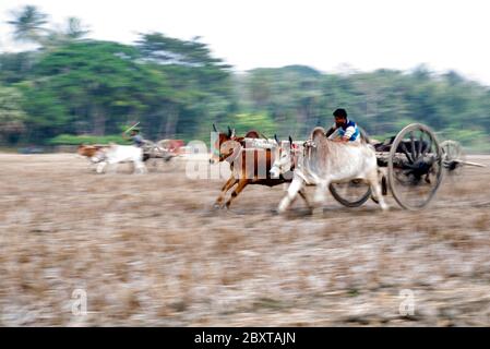 Si tratta di una corsa comune e tradizionale in Bangladesh dove un gran numero di persone si riuniscono e si godono. Foto Stock