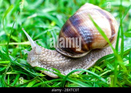 lumaca su un'erba verde Foto Stock