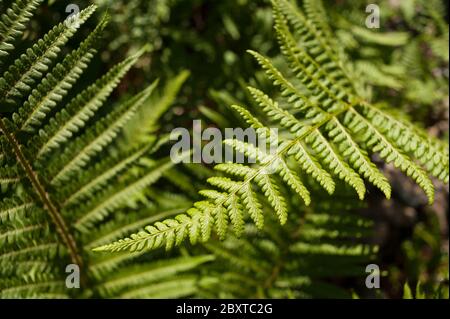 Felce maschio, Dryopteris filix-mas con i suoi fronti di shuttleock e l'apice anteriore con i fronti pinately divisi Foto Stock