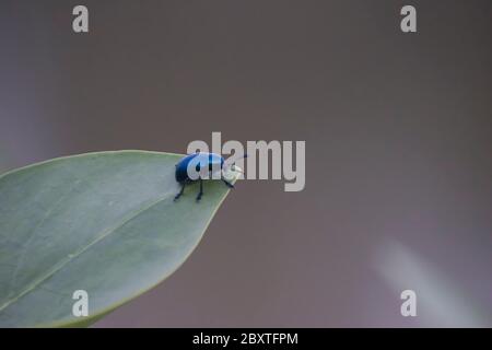 Gli insetti della famiglia degli scarabei Chrysomelidae sono comunemente noti come scarabei. Foto Stock