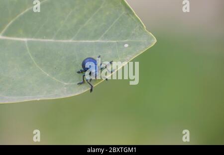 Gli insetti della famiglia degli scarabei Chrysomelidae sono comunemente noti come scarabei. Foto Stock