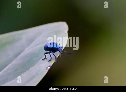 Gli insetti della famiglia degli scarabei Chrysomelidae sono comunemente noti come scarabei. Foto Stock