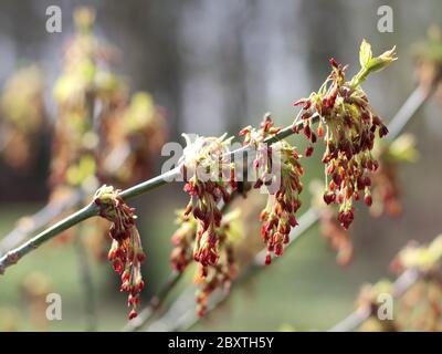 Fiore della cenere d'acero, Acer negundo, primo piano Foto Stock