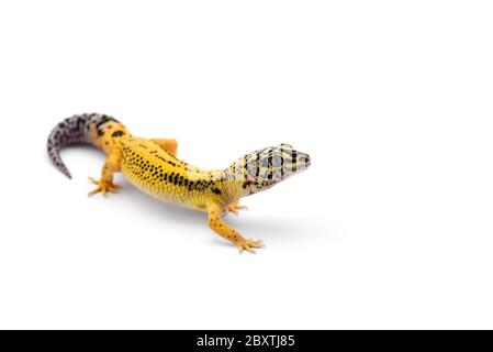 Il comune leopard gecko isolati su sfondo bianco Foto Stock