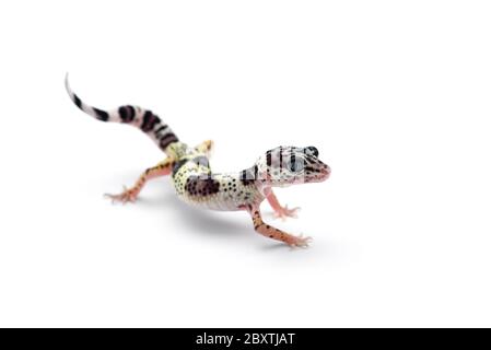 Il comune leopard gecko isolati su sfondo bianco Foto Stock