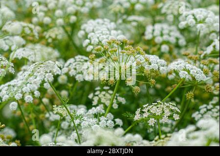 Teste di fiore e steli in densa crescita di hemlock acqua-dropwort nel mese di giugno, Regno Unito Foto Stock