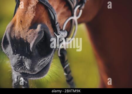 Il naso di un cavallo di strel in primo piano, che indossa una briglia nera di cuoio e un lumaffle di metallo. Foto Stock