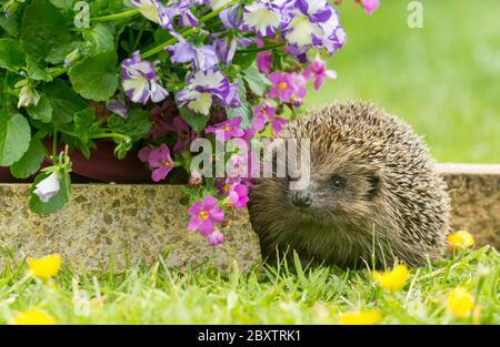 Hedgehog (nome scientifico: Erinaceus Europaeus) riccio selvaggio, nativo, europeo in habitat naturale giardino con fiori estivi colorati. Rivolto a sinistra. Foto Stock