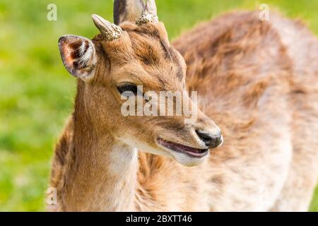 Primo piano di un capriolo, Regno Unito Foto Stock