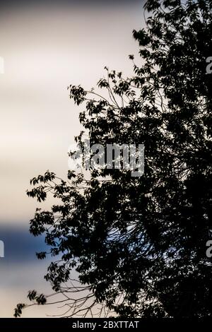 Esposizione prolungata di nuvole retroilluminate dalla luna piena di fragole sulle Montagne Rocciose, Salida, Colorado, USA Foto Stock