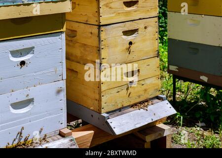Closeup di colonia di api che lavorano su api alveare fuoco selettivo fattoria. Foto Stock
