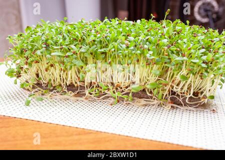 Micro verde giovani germogli di piante, cibo sano. Foto Stock