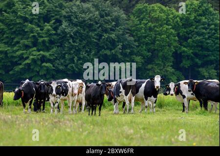 Un più grande sentito parlare di bianco nero e marrone mucca giovenche e vitelli osservare un gruppo di persone Foto Stock