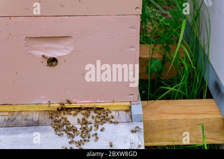 Primo piano di ingresso delle api in un volo in funzione vicino all'alveare un alveare di legno colorato. Foto Stock
